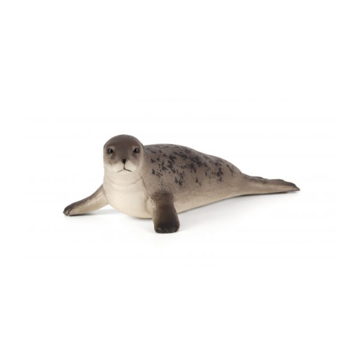 فوک آبی طوسی موجو  Grey Seal 387091